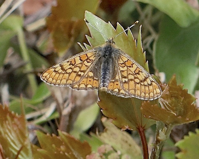marsh fritillary